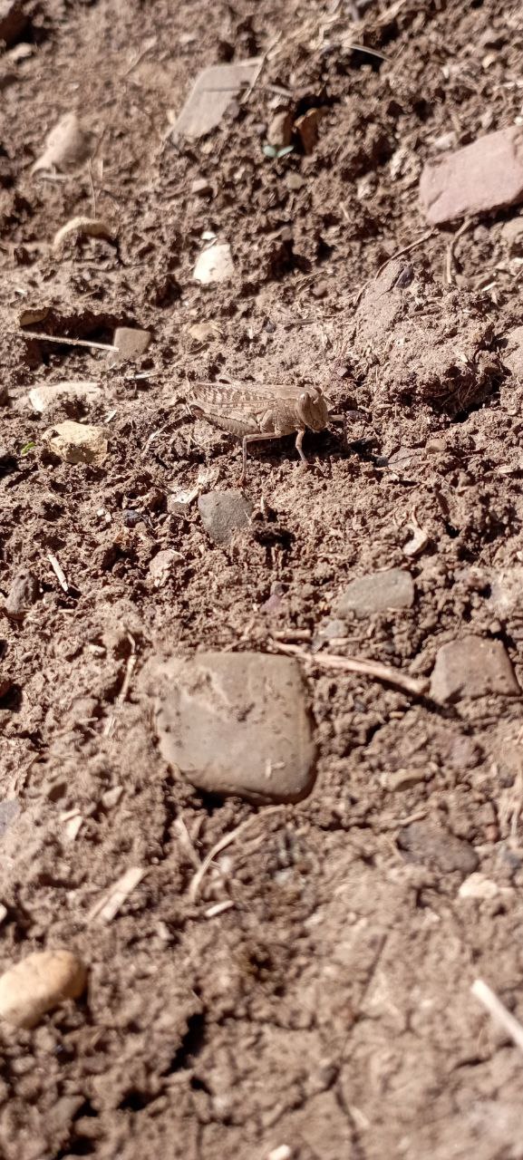 Серый кузнечик, хайку