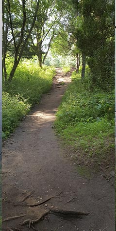 На закате песни птиц ласкают душу