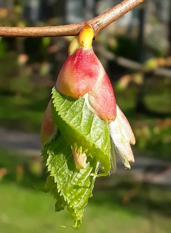 Весна спешит