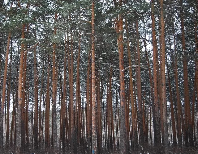 Кроны мачтовых сосен