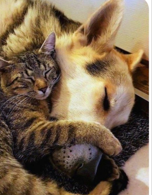 Ух уж рыжий мой кОтель