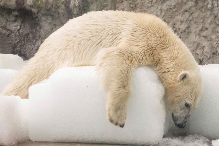 Монолог Белого Медведя