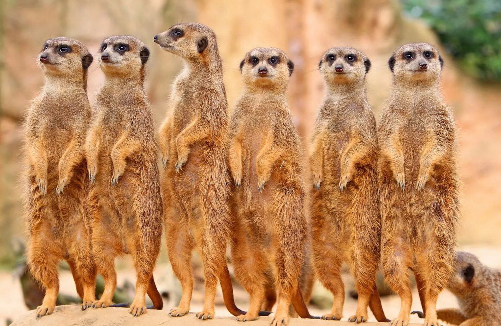 Забавный сурикат