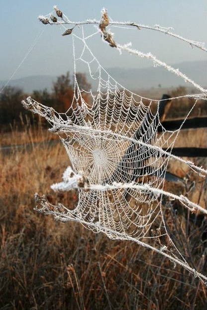 Шаль из паутины