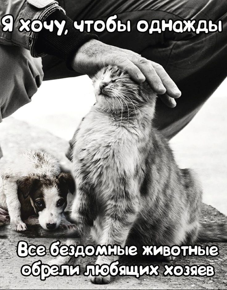 Братья наши меньшие