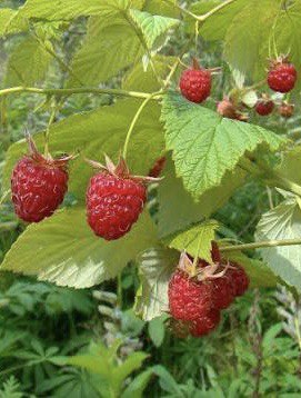 Бабье лето - Страсти по Гавриилу