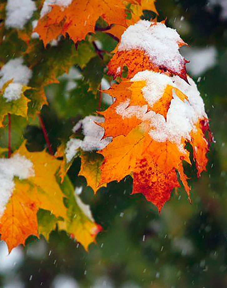 Твой пурпурный наряд...