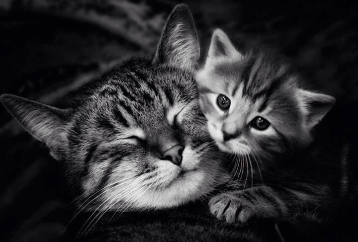 Когда умирают котята