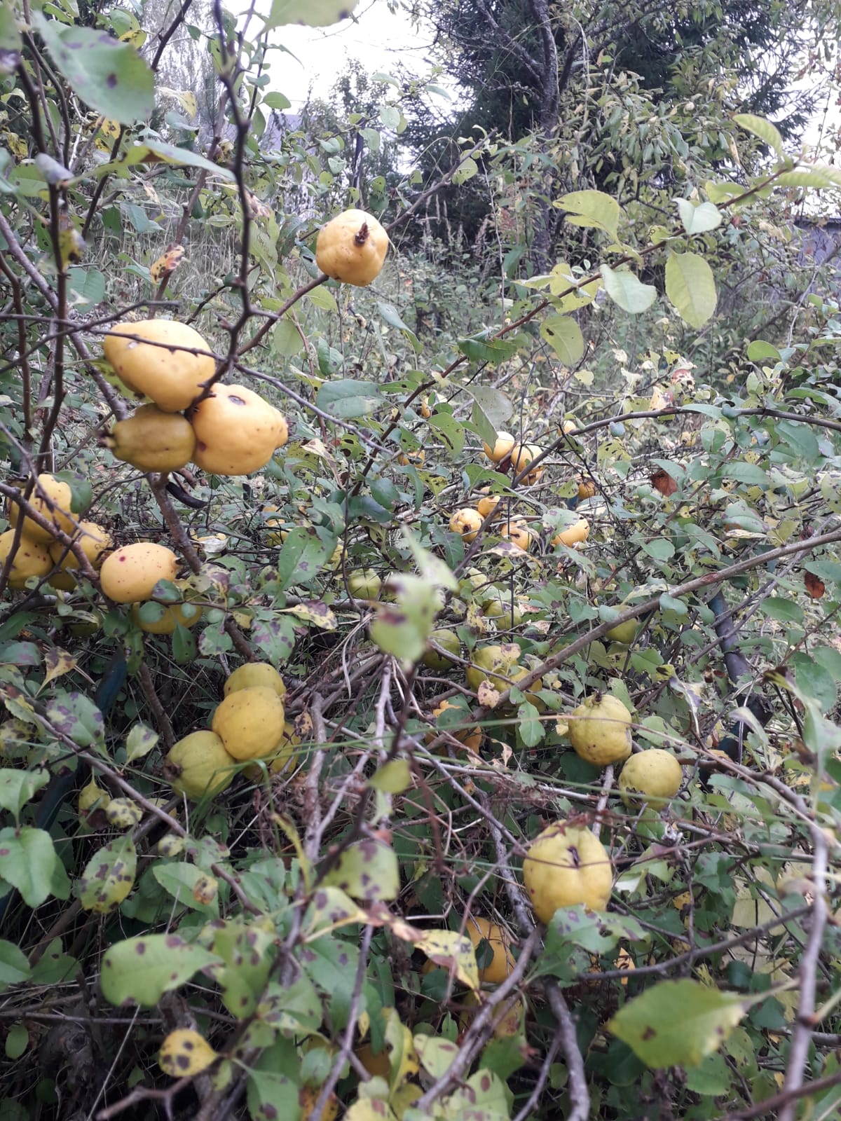А в саду айва заждалась