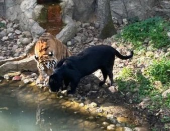 Сафари парк