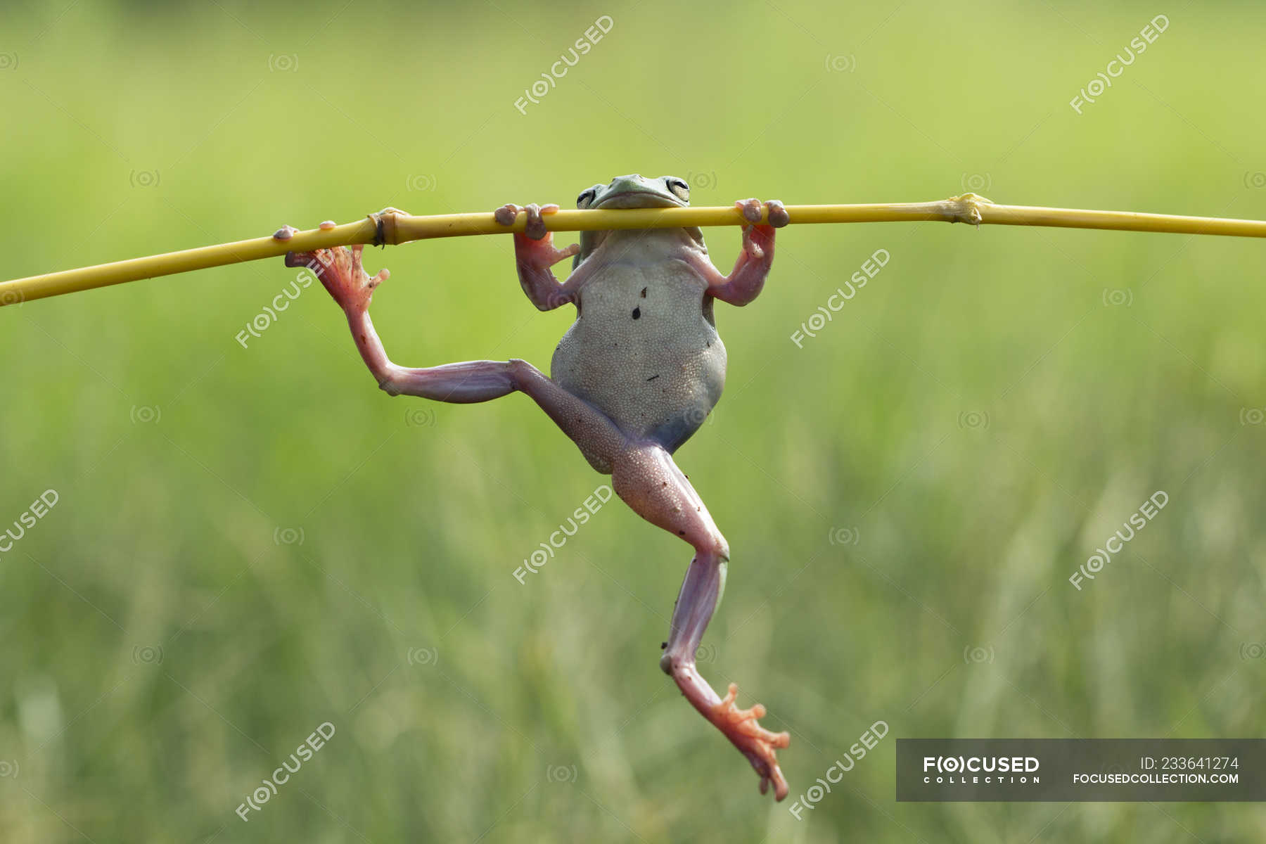 Врастопырку кувыркаясь