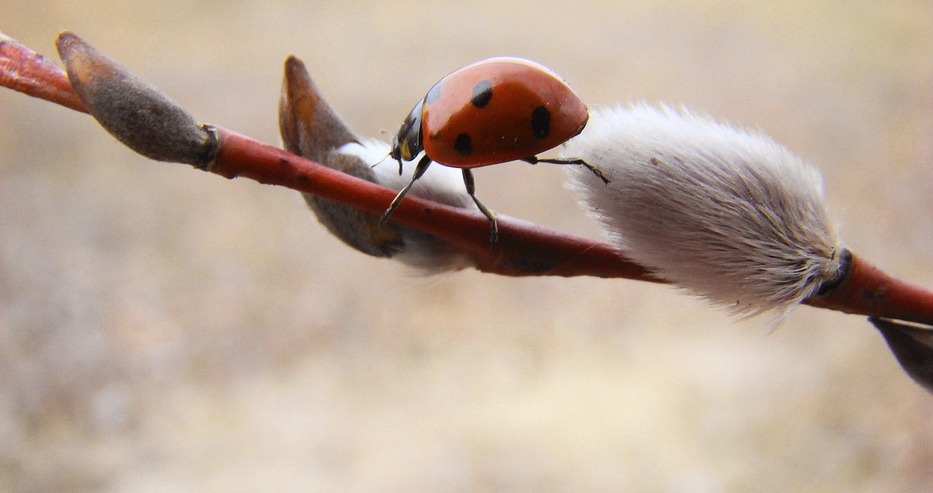Пробуждение весны
