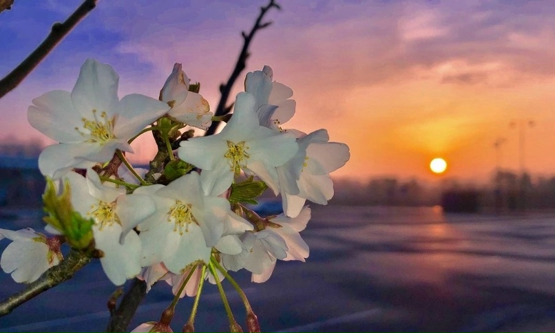 Яблонь цвет