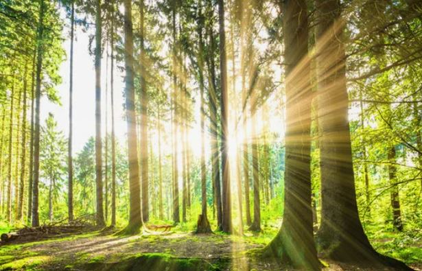 Душа требует леса