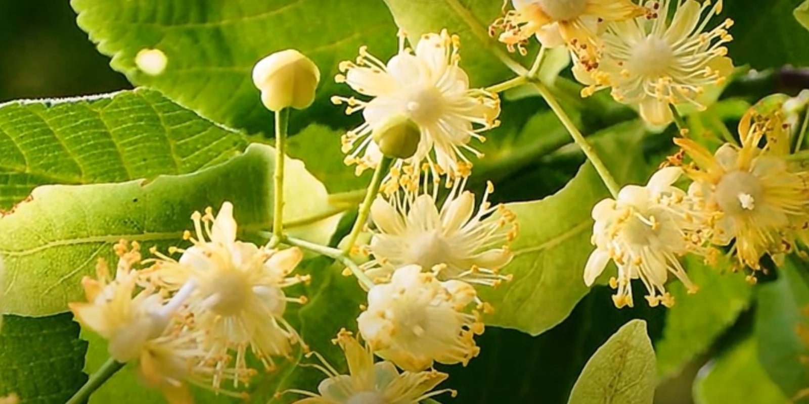 Целебна душистая липа