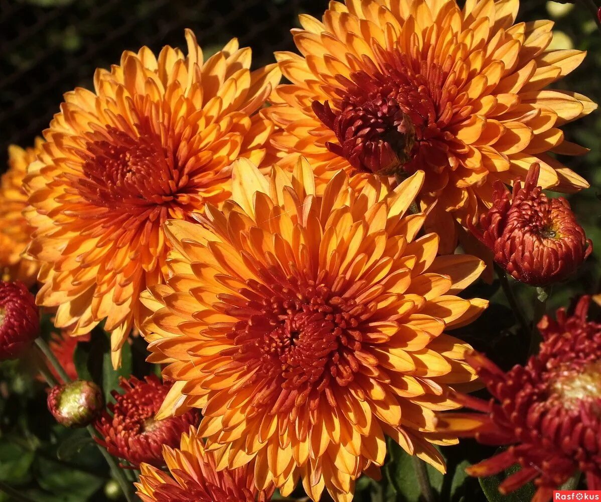 Хризантема