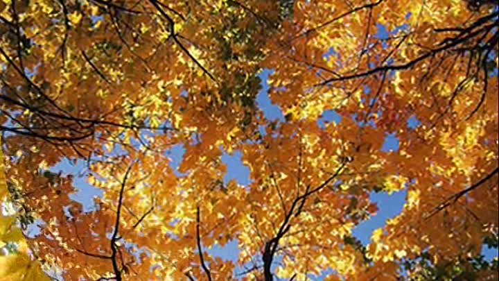 Птицы знают..