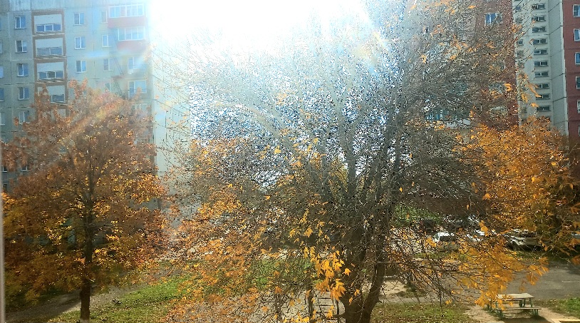 Шорох листьев за окном