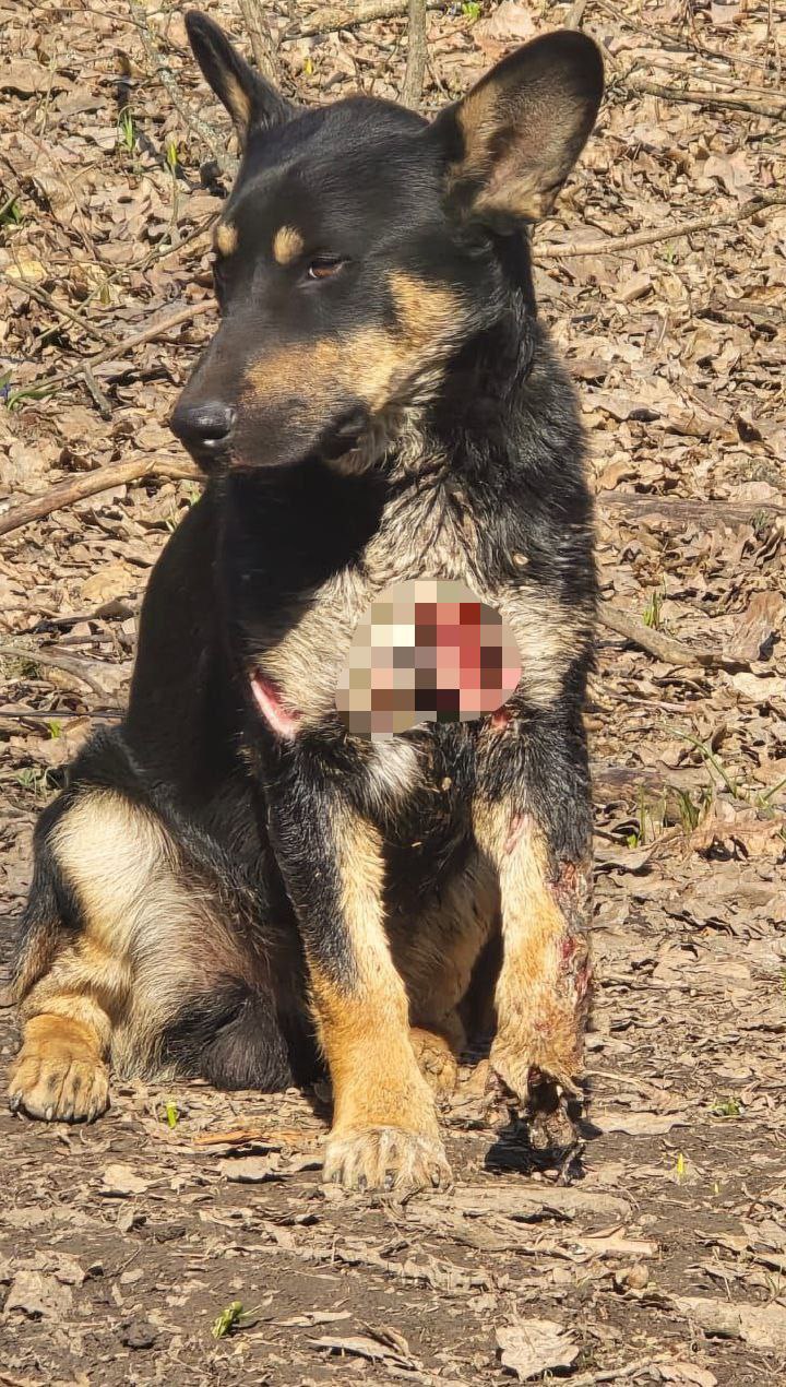 Позывной Сармат