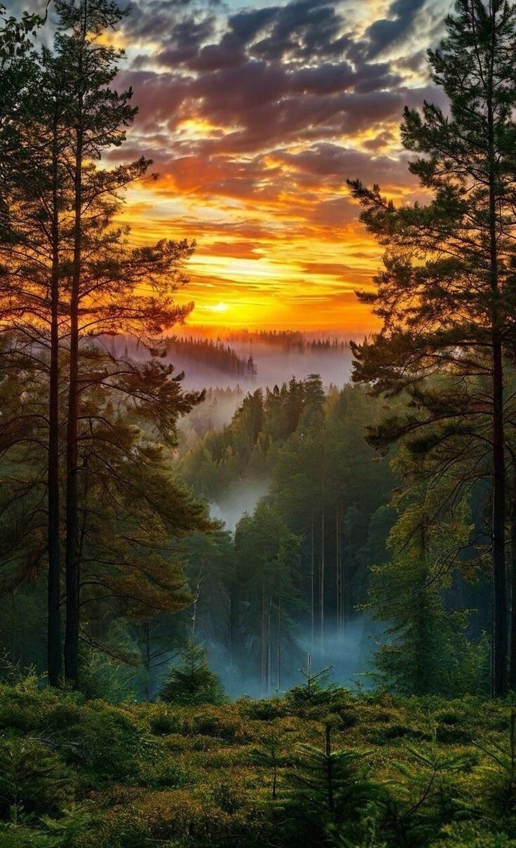 В лучах золотистых закат засыпает