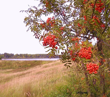 В нашей осени