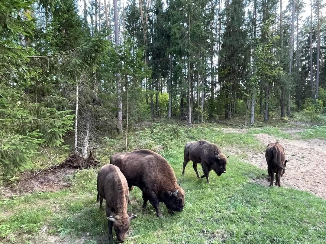 Беловежская пуща