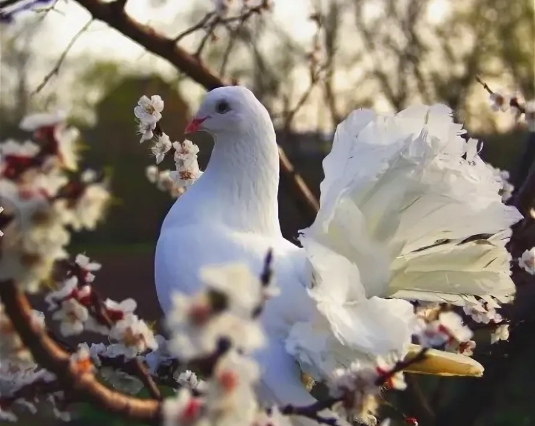 Белая голубка...
