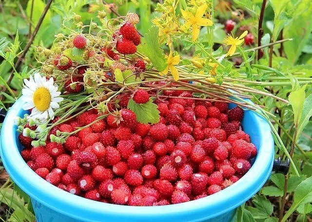 Кружевное лето