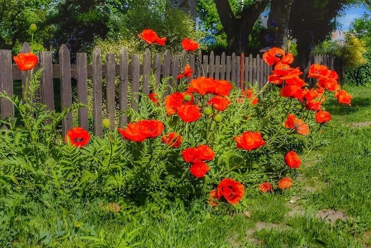 А за калиткой лето улыбаться