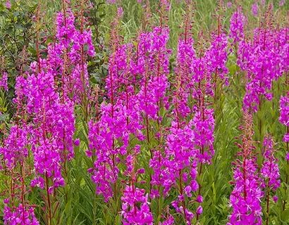 Дорожная зарисовка