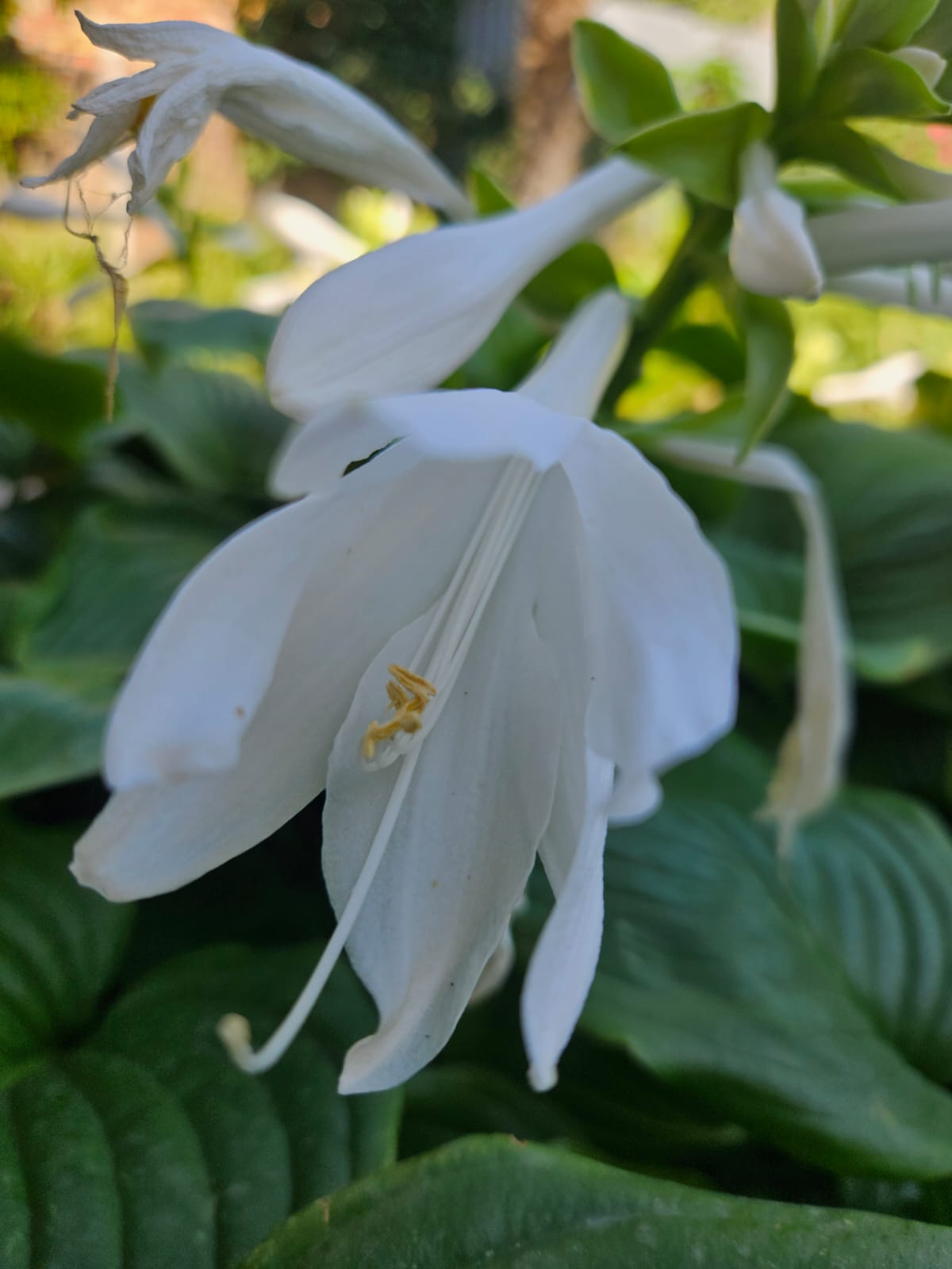 О, запах цветов