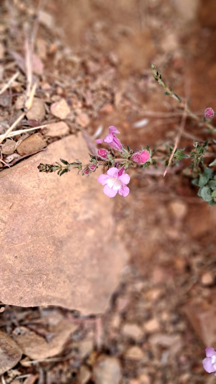 в хаосе блуда