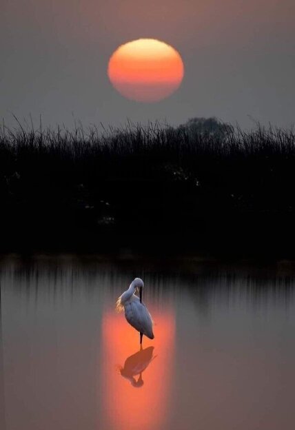 Лунная соната