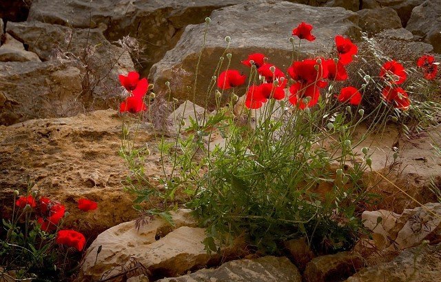 И на камнях растут цветы