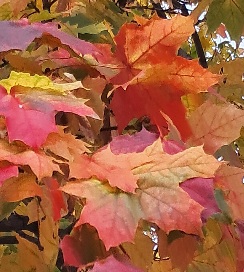 Осень - Королева