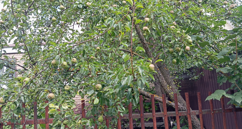 А жизни наши так похожи...