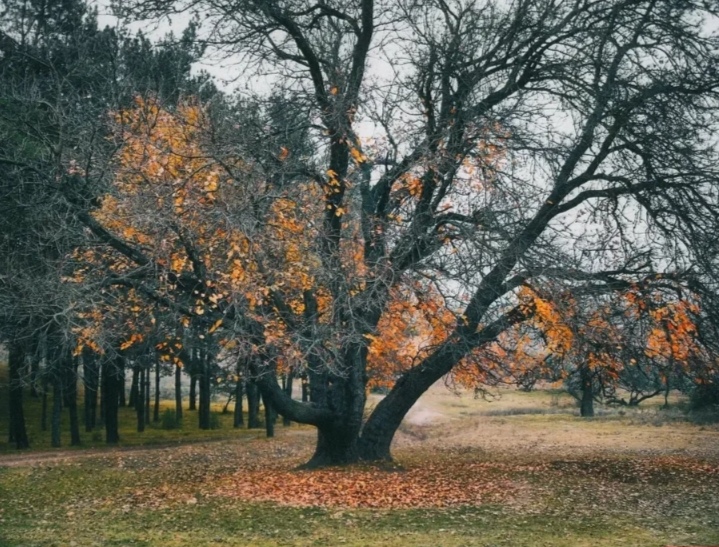Осень дарит мне полёт
