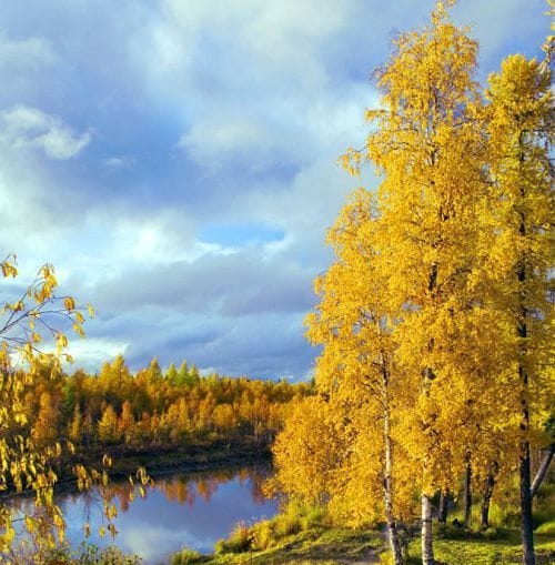 Закружила осень