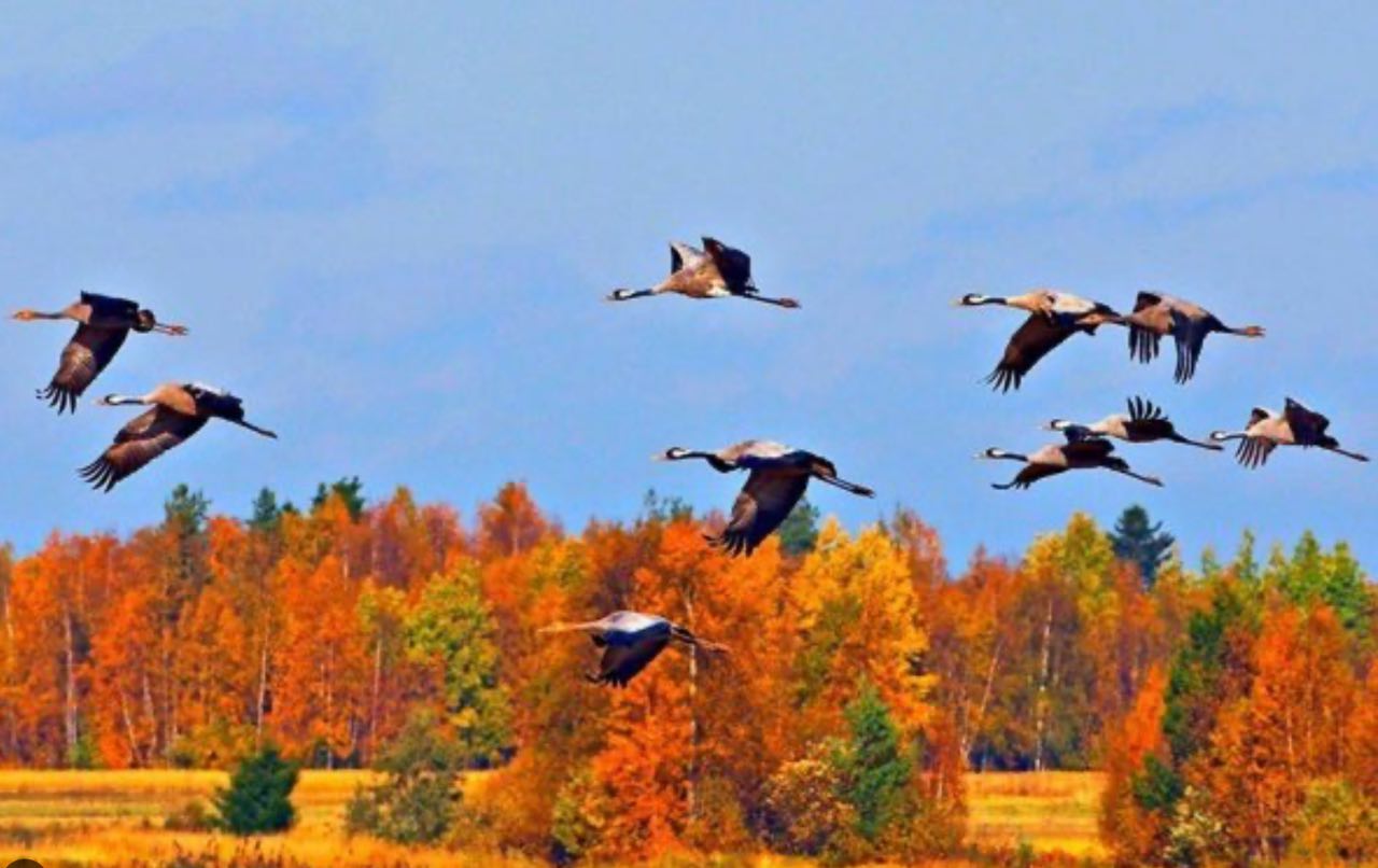 Мне нравятся осенние мотивы