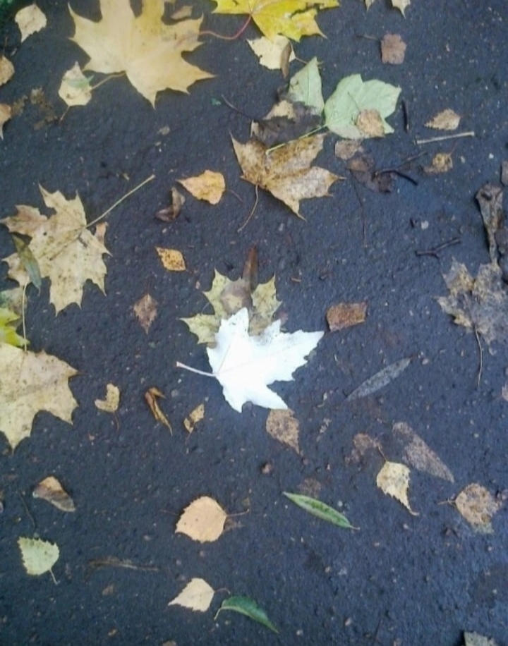 Белый лист на асфальте осеннем
