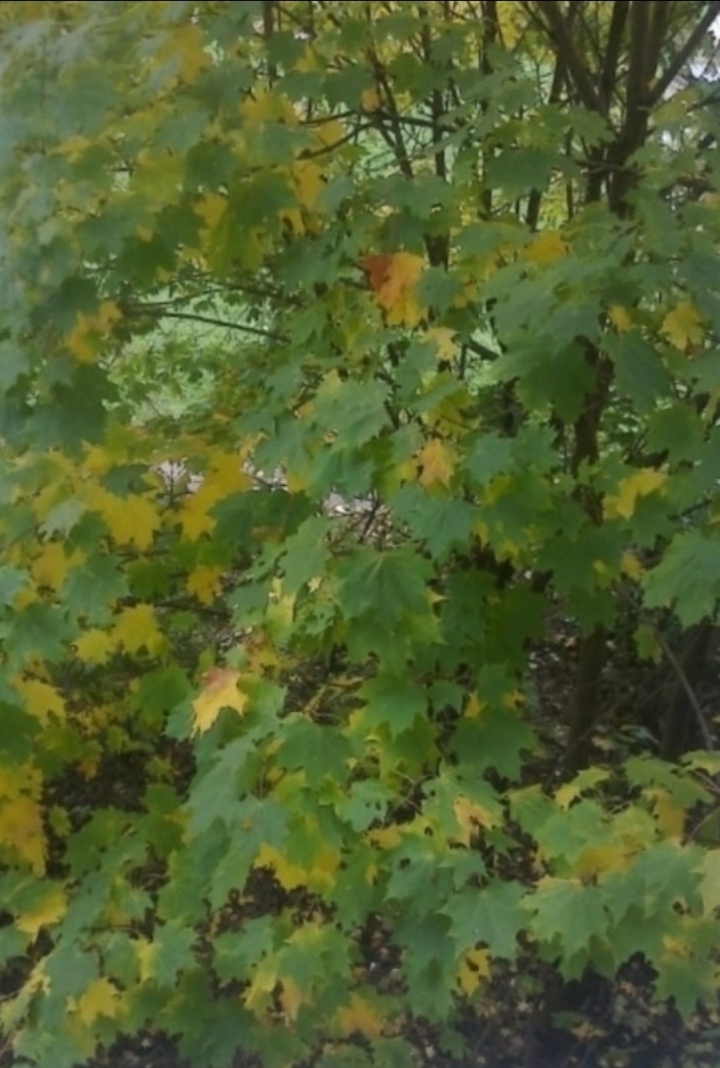 Осень шепчет уходя