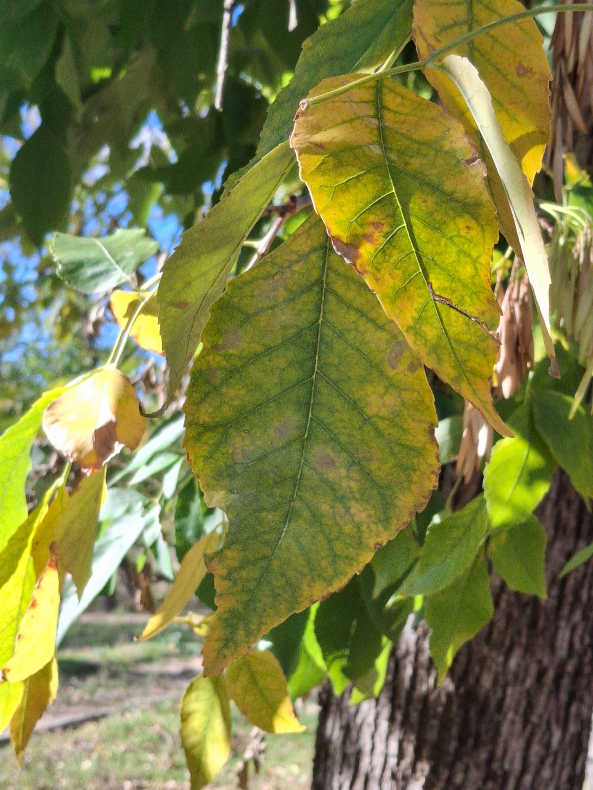 Осенний листик