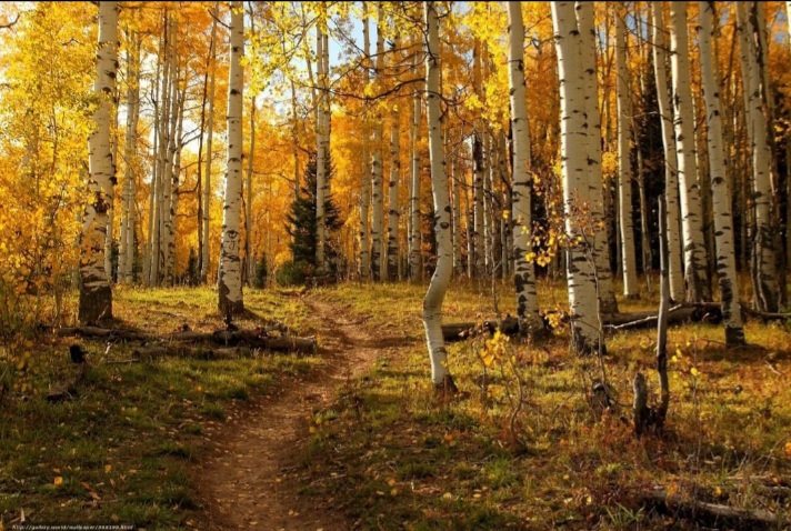 Пусть кукушка кукует где-то