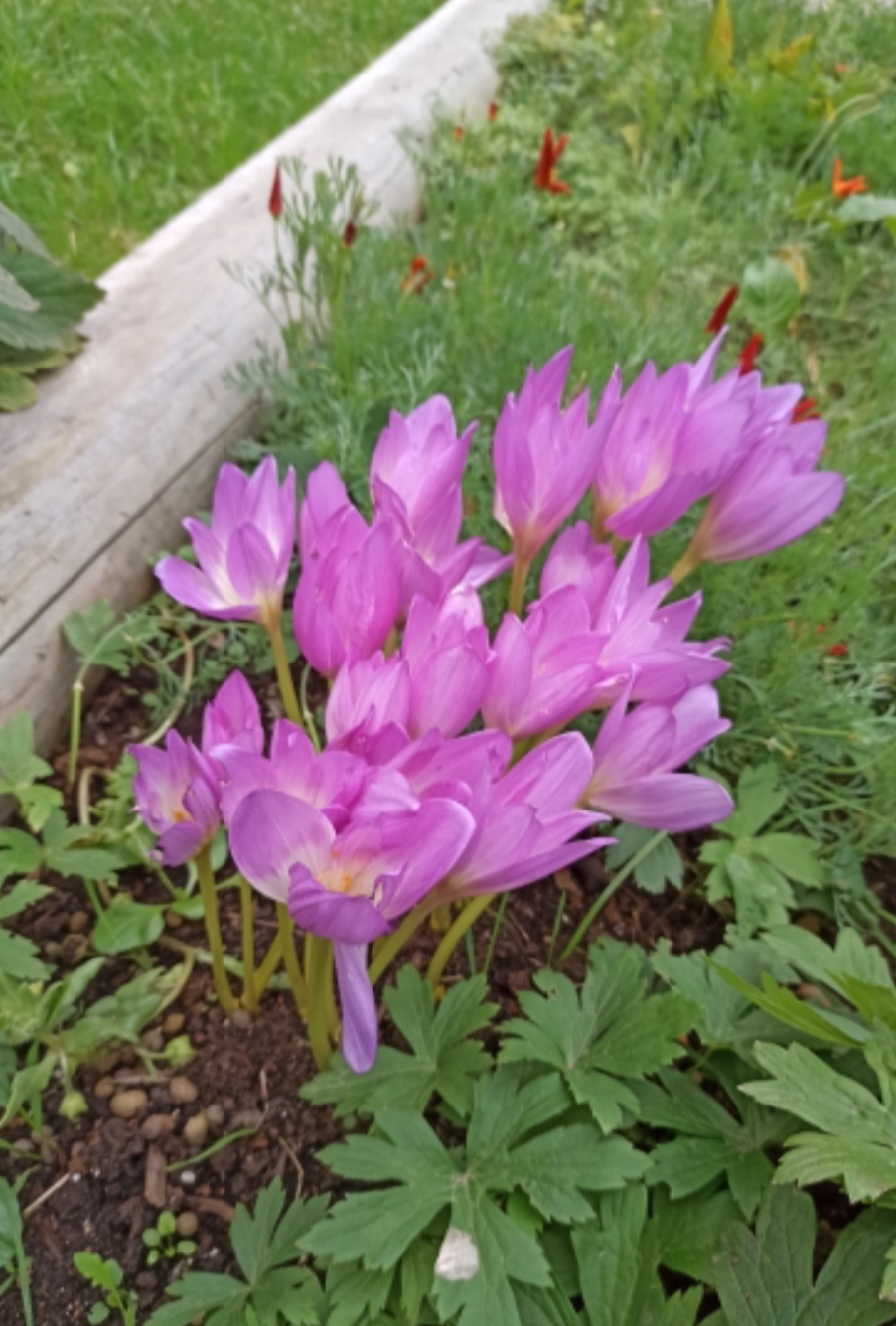 Найдённое счастье