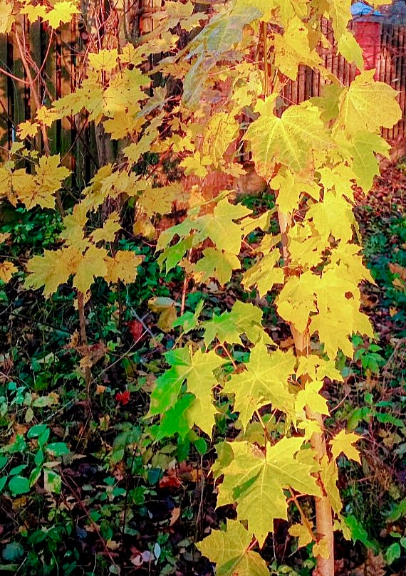 01 листопада Первое-малое Сварожье