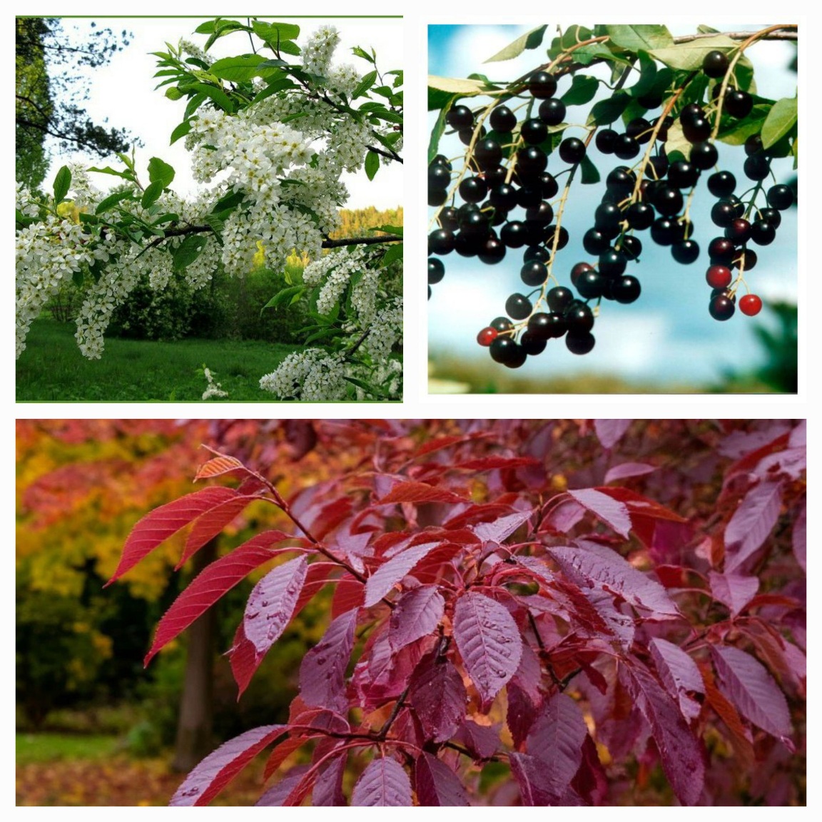 Черёмуха неубиенная - Цикл стихов - Сад 17