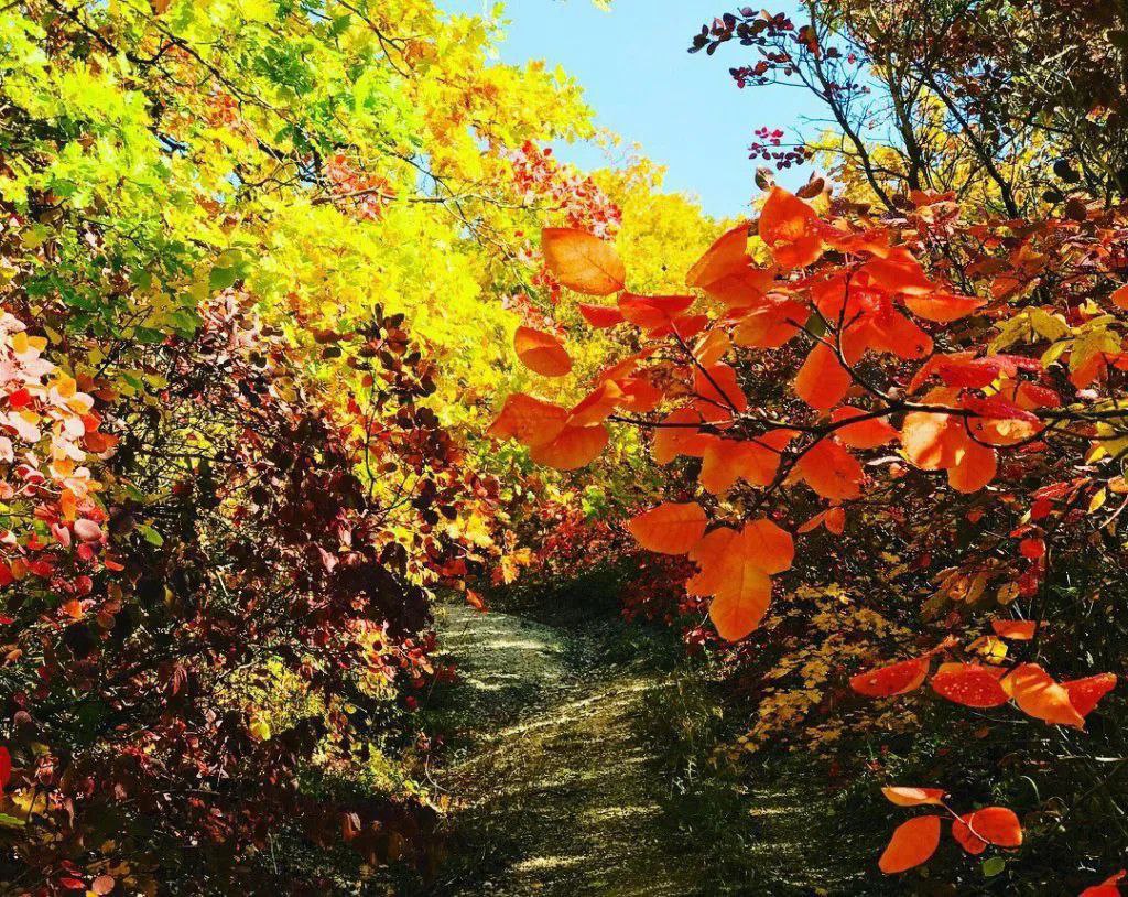 Королева осеннего бала