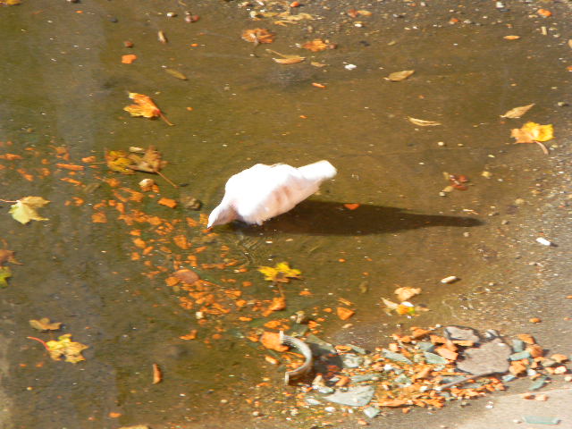 А женскую природу...