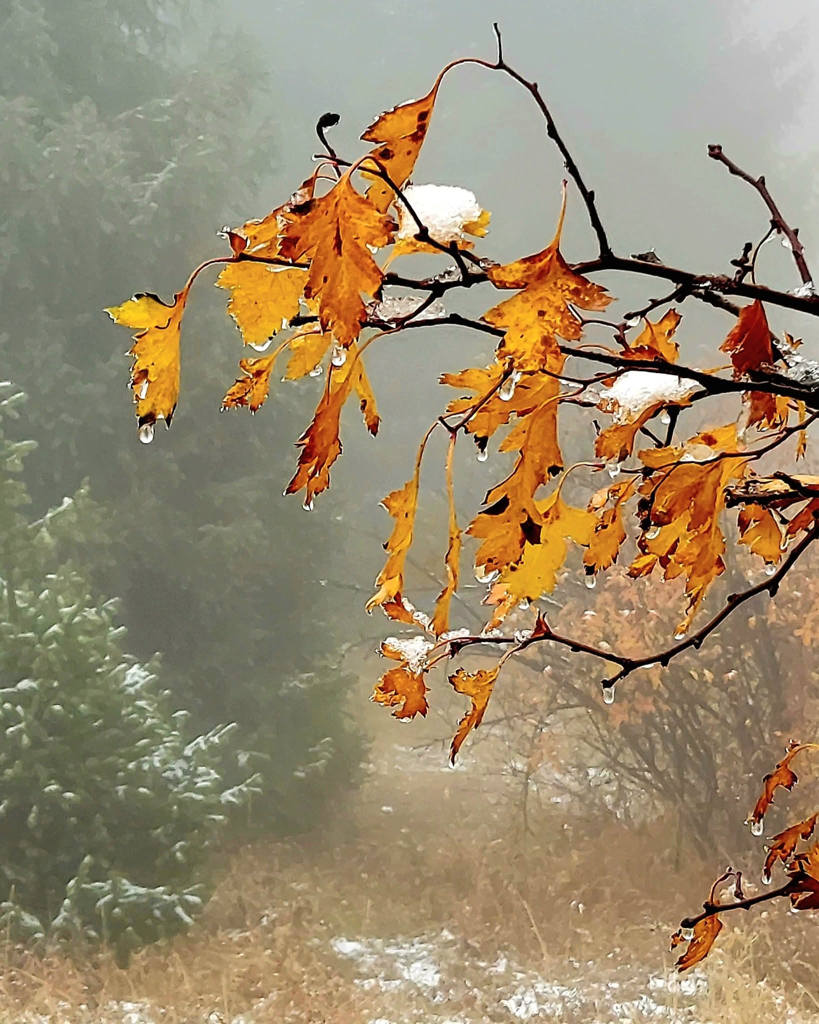 Уже октябрит...