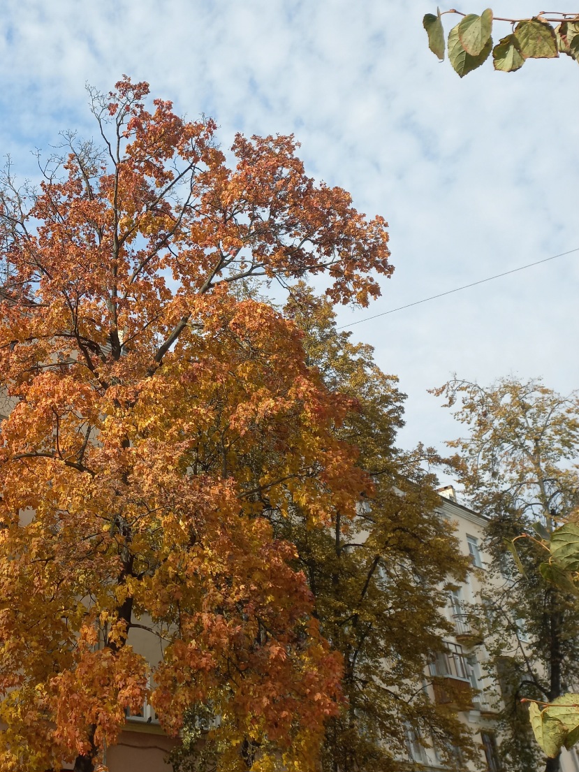 Даже в увядании красива